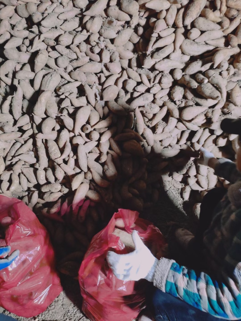 河南红薯，龙九，西瓜红，19大量供应，质量保证，价格便宜