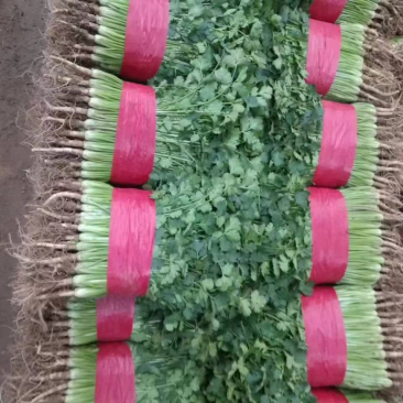 香菜铁杆