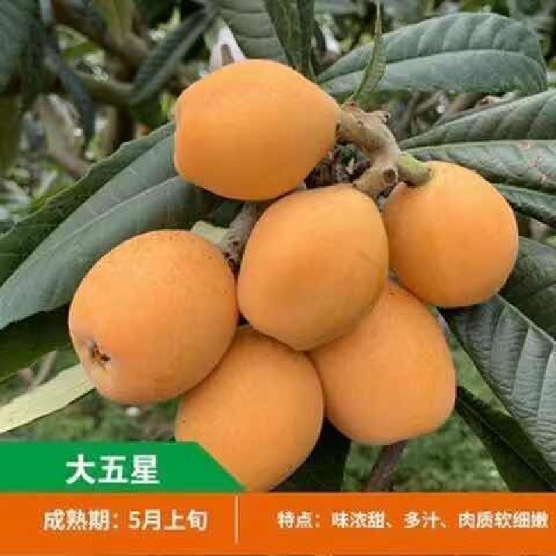 正宗大五星枇杷树苗正宗大五星枇杷苗当年结果南北方可以种植