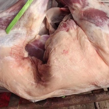 烤全羊8-15近山羊肉每天现杀纯干无水全国配送
