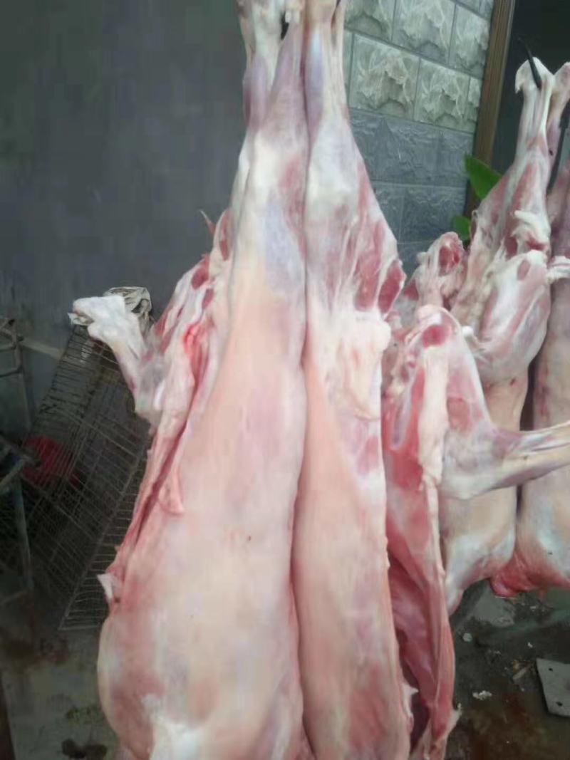 烤全羊8-15近山羊肉每天现杀纯干无水全国配送