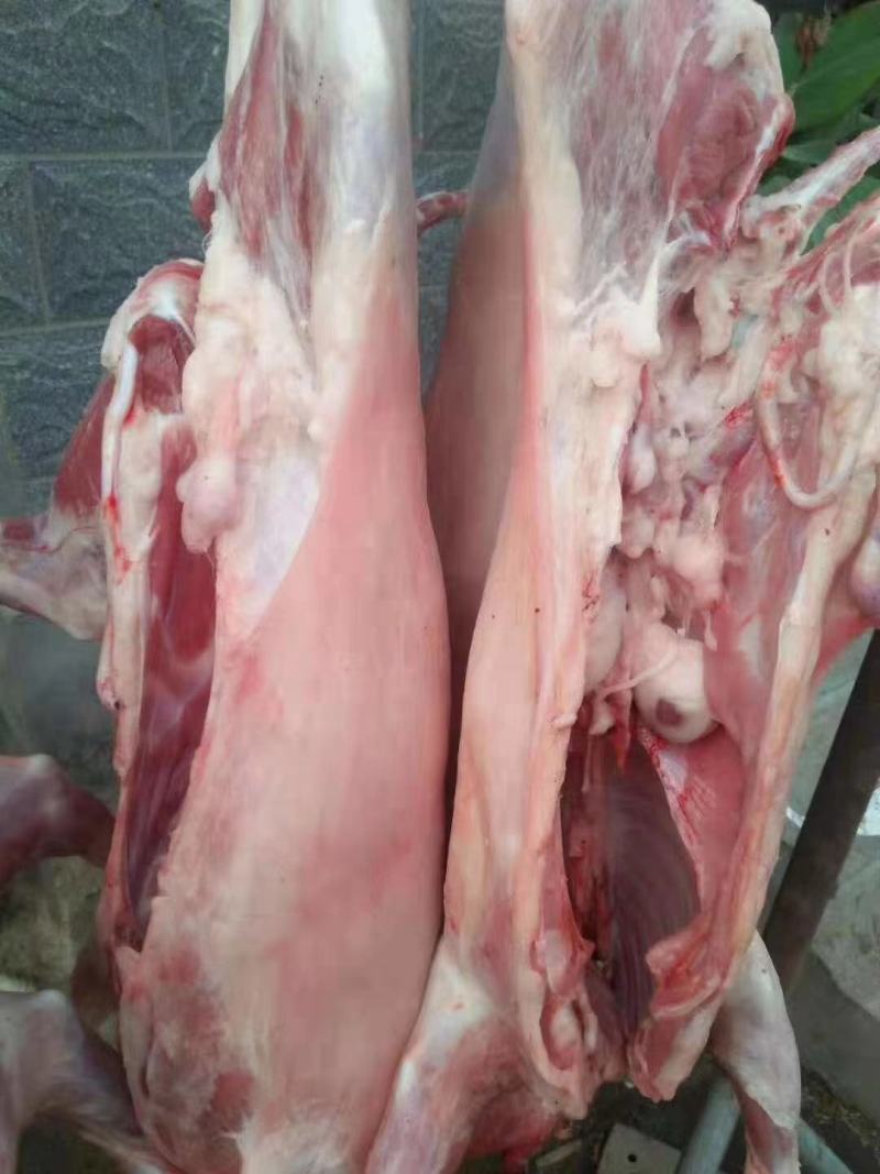 烤全羊8-15近山羊肉每天现杀纯干无水全国配送