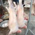 烤全羊8-15近山羊肉每天现杀纯干无水全国配送
