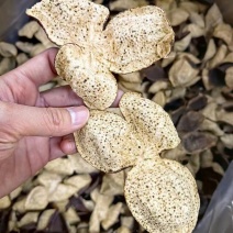 电商直播热销款批发老陈皮干出厂价低价出售