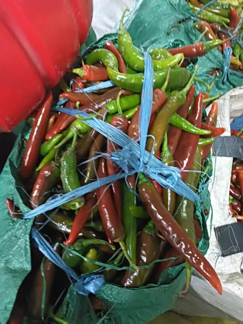 热卖中大量有货花杭椒一手货源一条龙服务对接全国市场