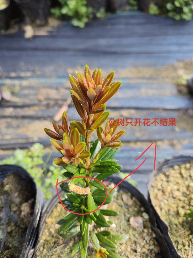 小叶红芽小红帽40公分高起量大优惠苗圃现货产地直发