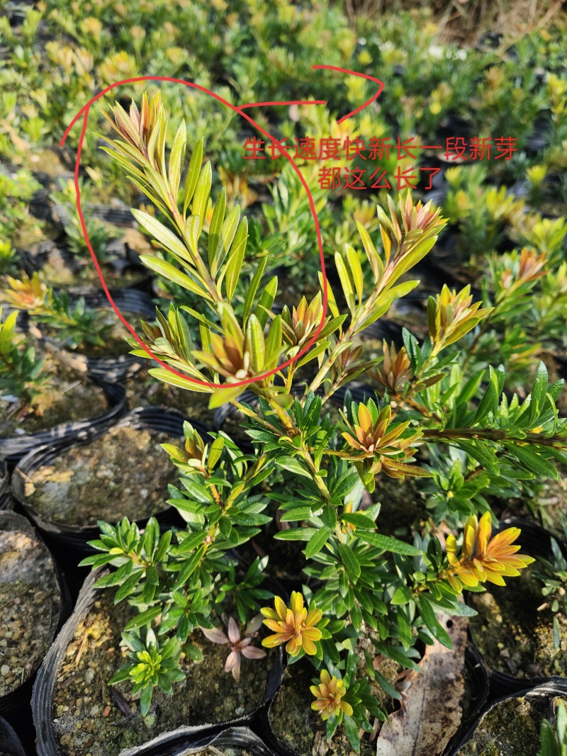 小叶红芽小红帽40公分高起量大优惠苗圃现货产地直发