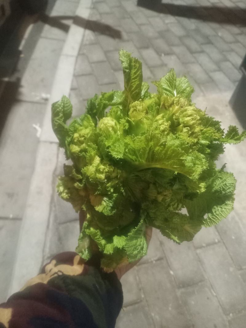 儿菜