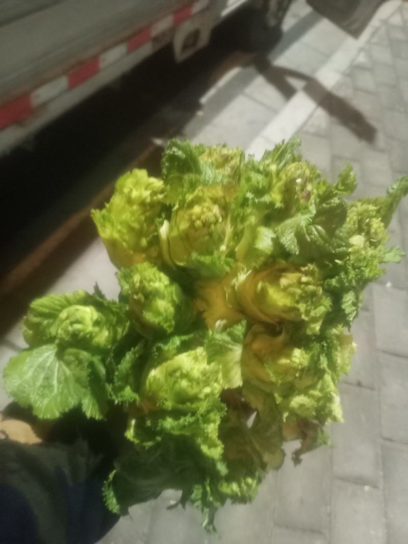 儿菜