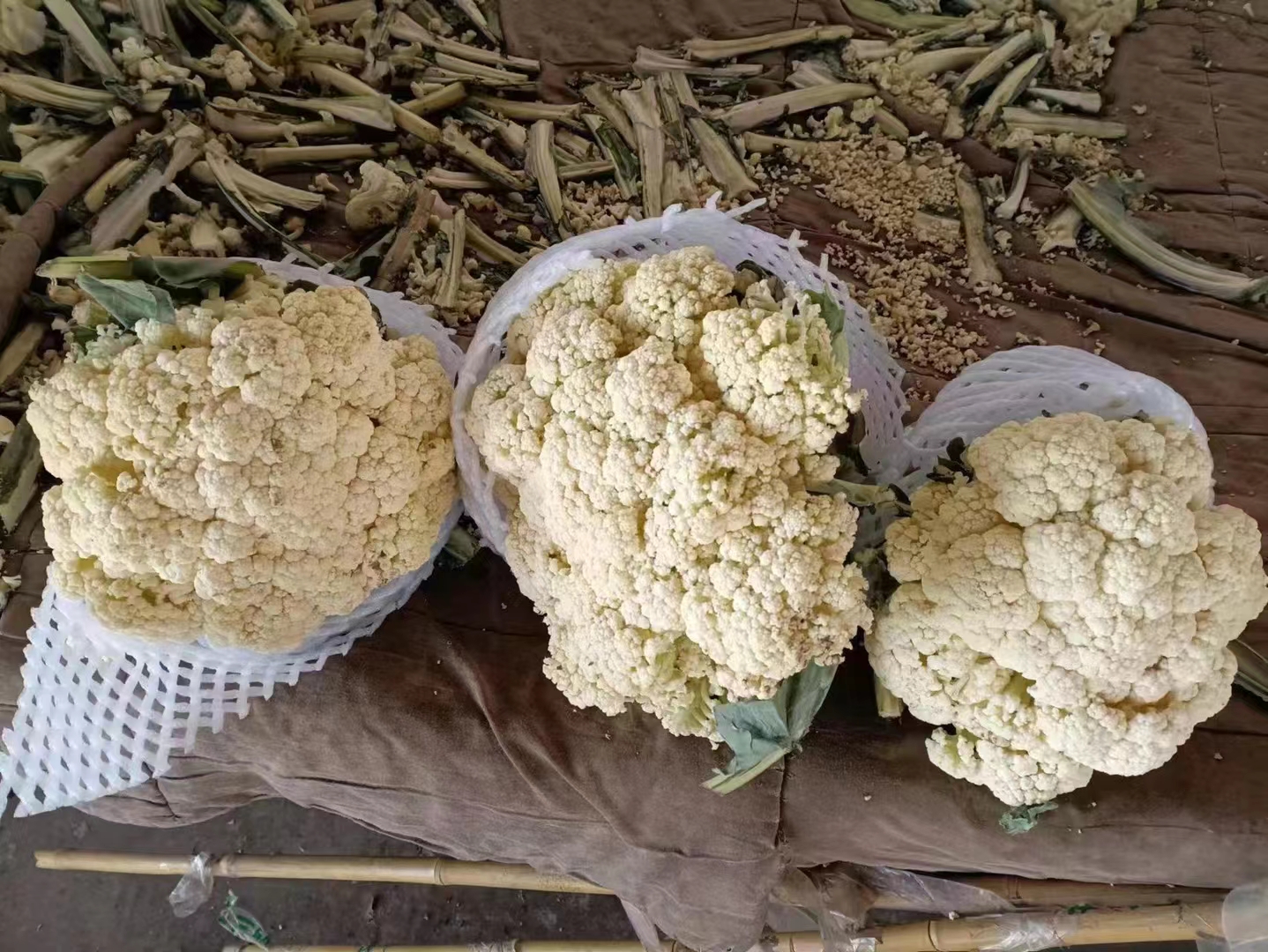 展示菜花放入冰箱冷藏保鲜袋中储存的示意图,背景为厨房环境 菜花储存示意图