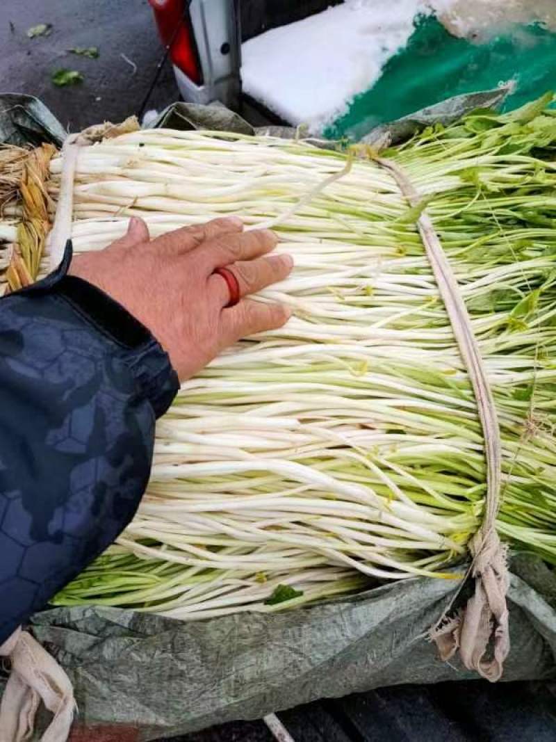 安徽安庆白芹大量供应货源充足欢迎视频看货