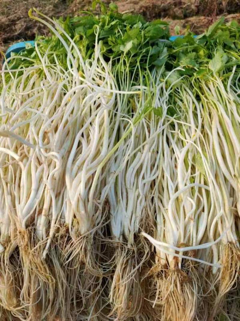 安徽安庆白芹大量供应货源充足欢迎视频看货