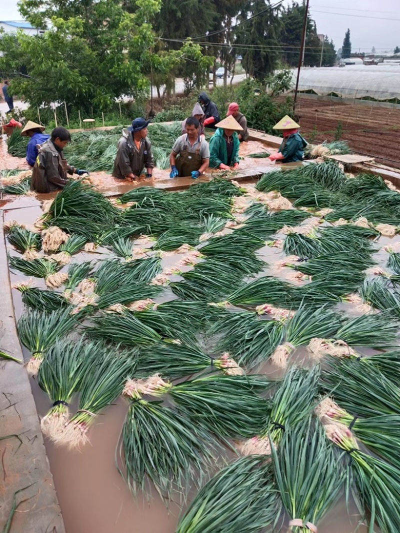 云南晋宁红根青蒜苗，货源稳定，量大从优。欢迎电联，可代办