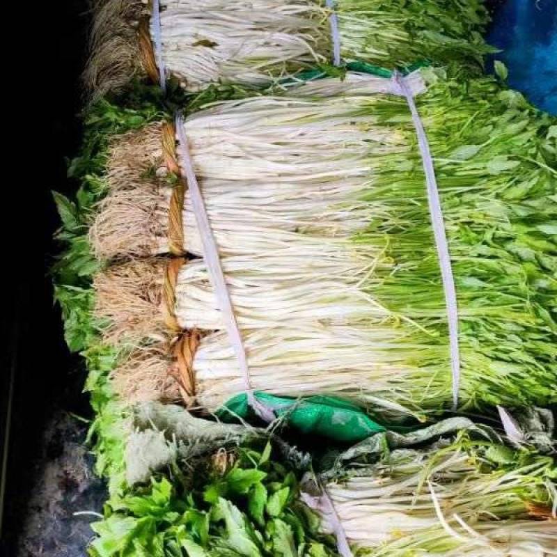 白芹大量供应安徽白芹货源充足价格美丽欢迎来电