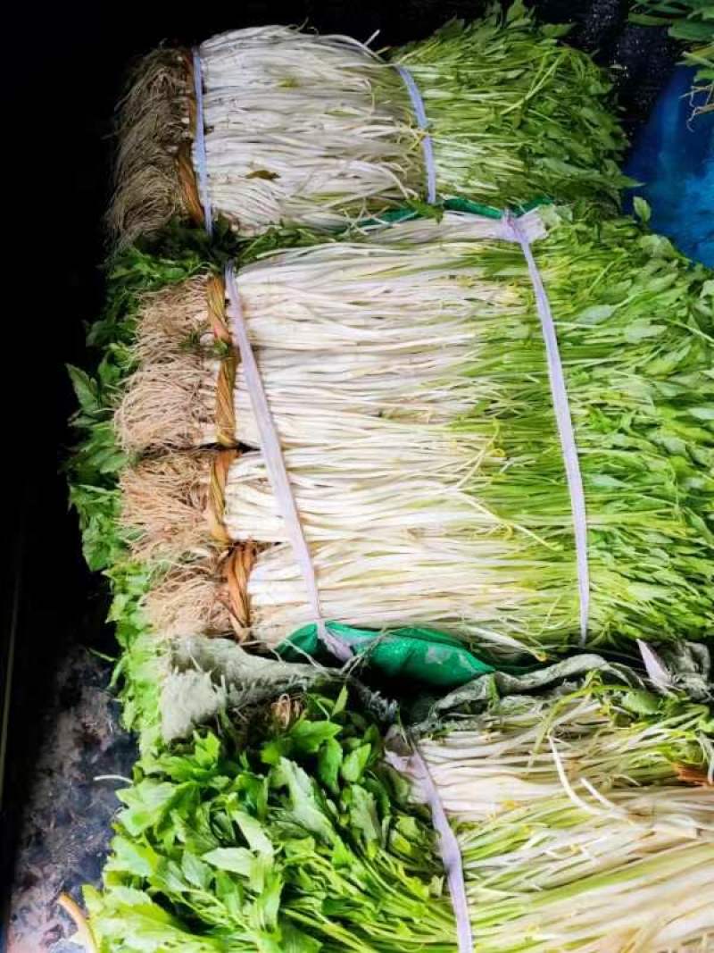 白芹大量供应安徽白芹货源充足价格美丽欢迎来电