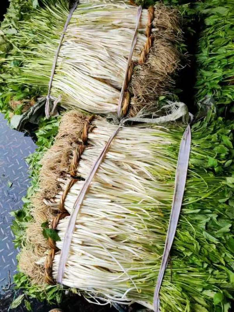 白芹大量供应安徽白芹货源充足价格美丽欢迎来电