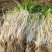 白芹大量供应安徽白芹货源充足价格美丽欢迎来电