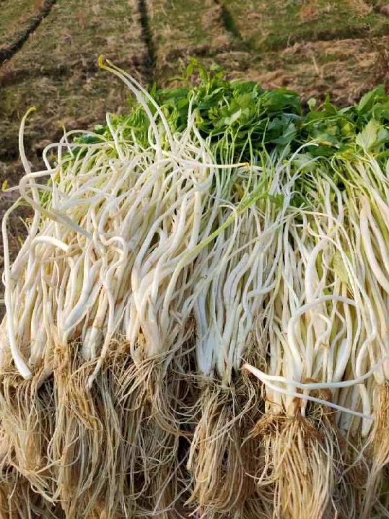 白芹大量供应安徽白芹货源充足价格美丽欢迎来电