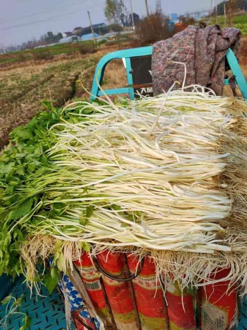 白芹大量供应安徽白芹货源充足价格美丽欢迎来电