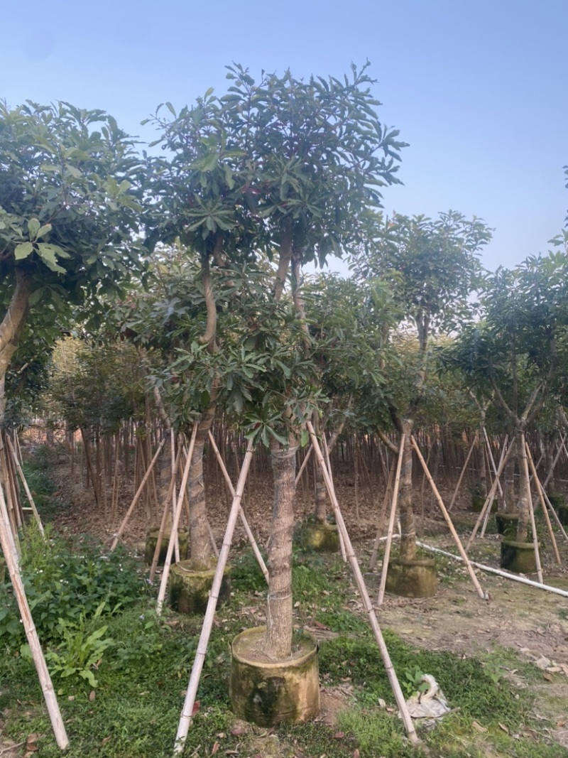 红花玉蕊6-8-10公分，大量现货，有需要的联系