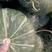 海南板栗南瓜，绿瓜个头大颜色漂亮，发种回收价格优惠保质量