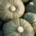 海南板栗南瓜，绿瓜个头大颜色漂亮，发种回收价格优惠保质量
