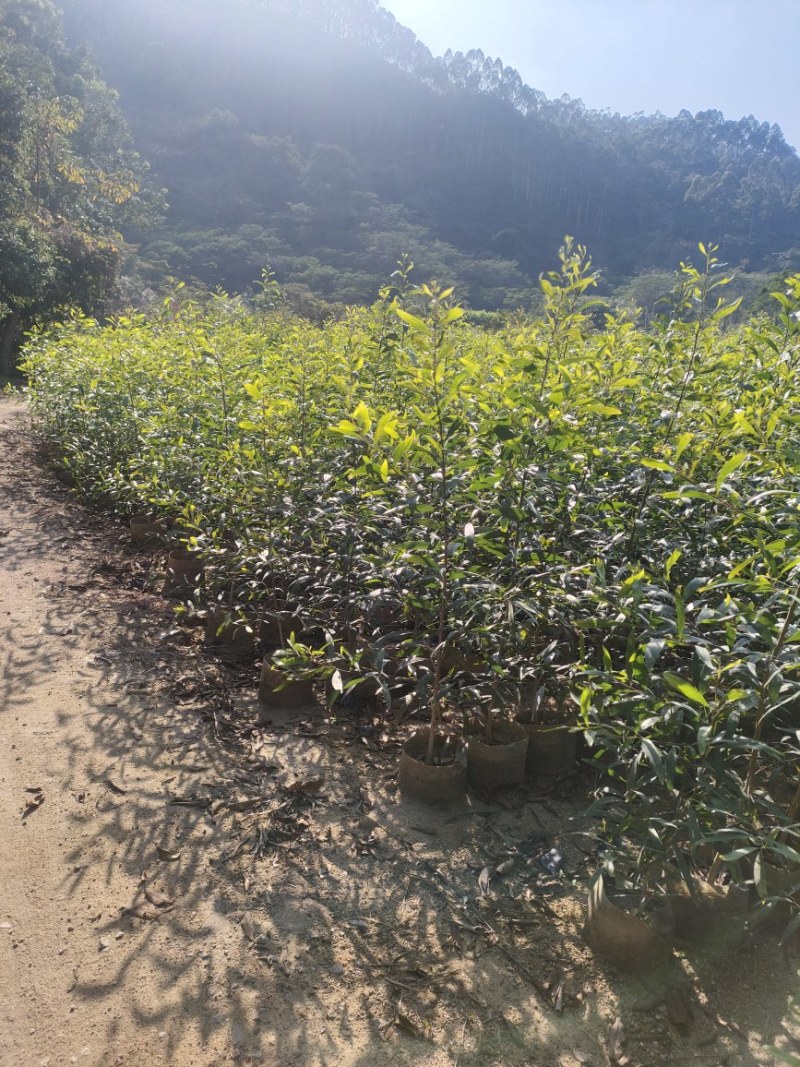 大叶相思，各种规格齐全，有需要的联系