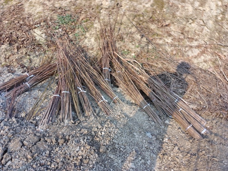 厚皮黄柏苗