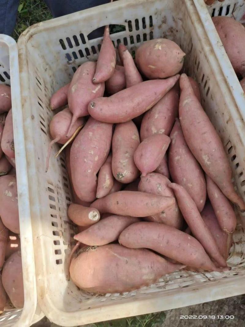 河北精品济薯产地直发品质保证量大从优欢迎联系