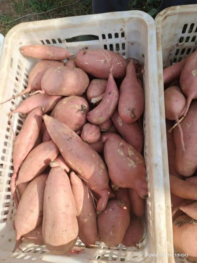 河北精品济薯产地直发品质保证量大从优欢迎联系