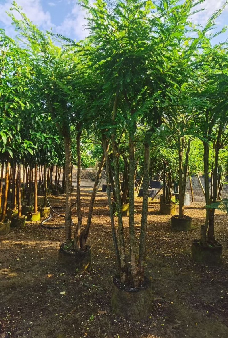 甜油甘，6-8-10-12公分，大量现货出售，有需要联系