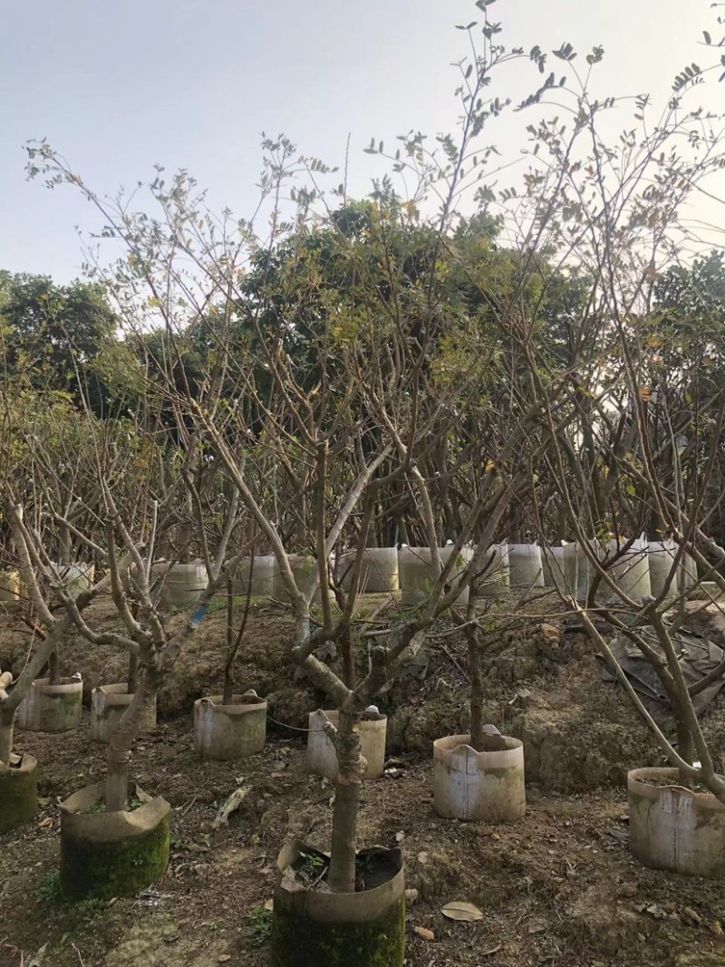 甜油甘，6-8-10-12公分，大量现货出售，有需要联系