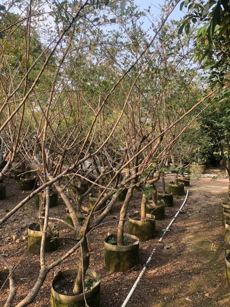 甜油甘，6-8-10-12公分，大量现货出售，有需要联系