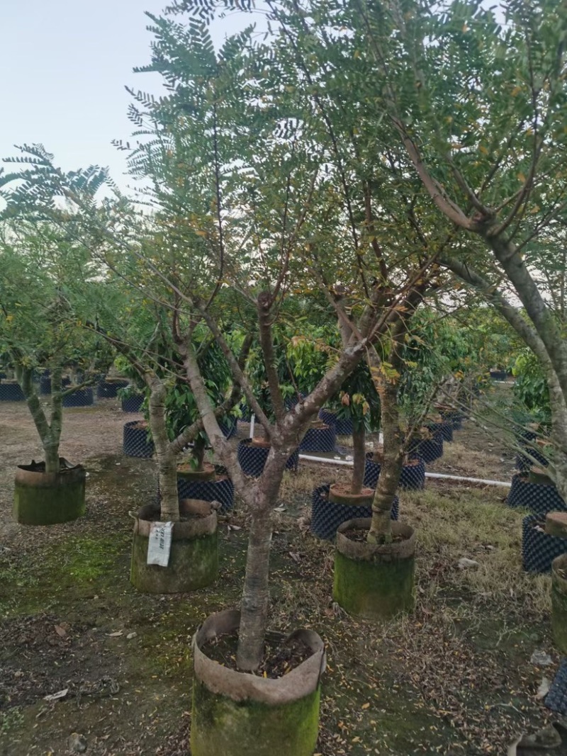 甜油甘，6-8-10-12公分，大量现货出售，有需要联系