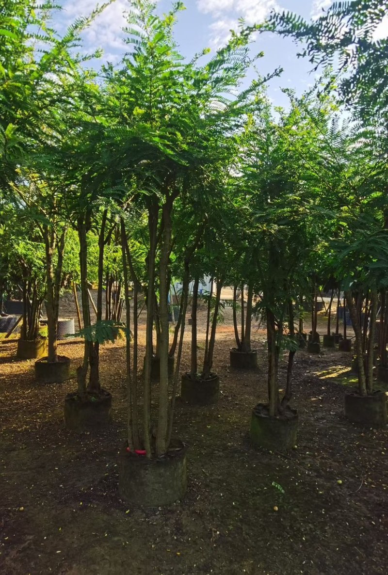 甜油甘，6-8-10-12公分，大量现货出售，有需要联系