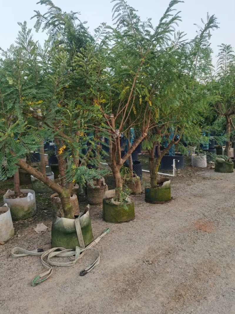 甜油甘，6-8-10-12公分，大量现货出售，有需要联系
