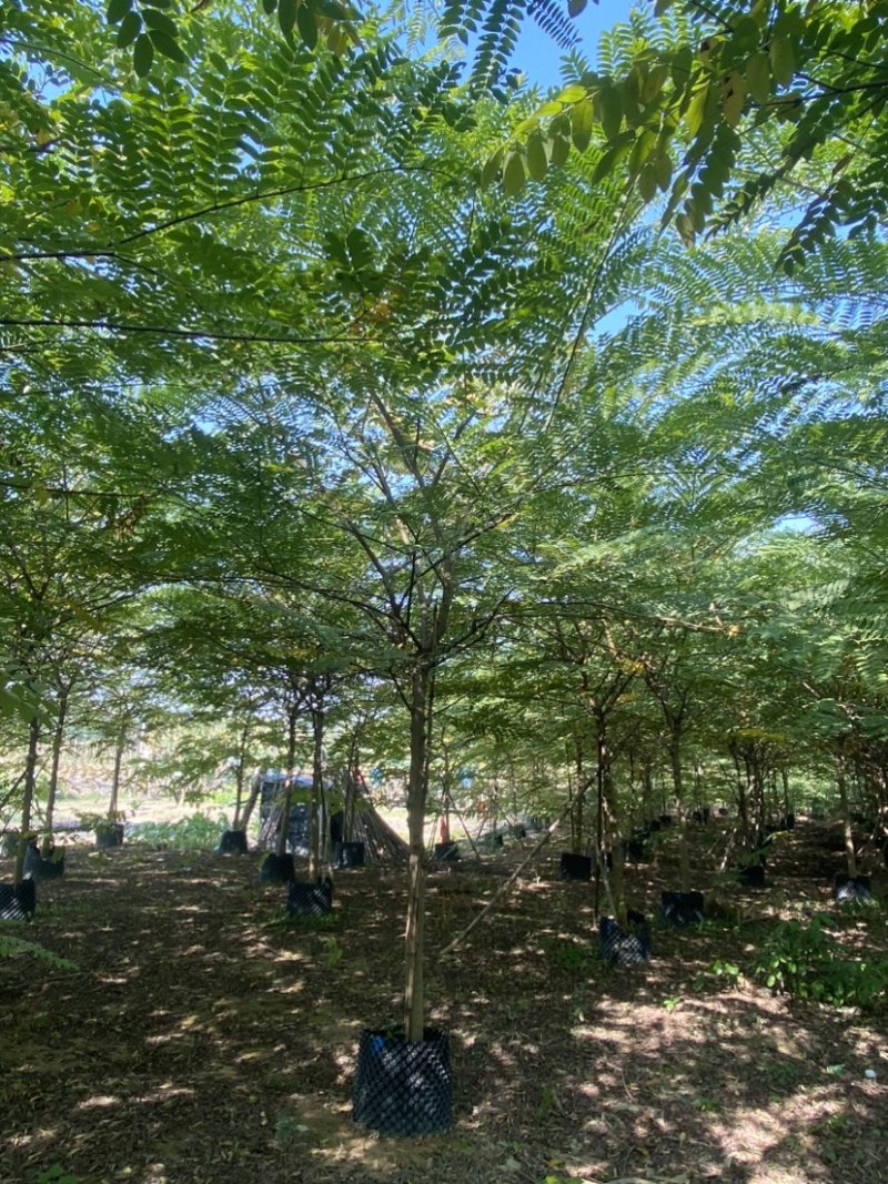 花旗木8-10分原生全冠，大量现货需要的老板来电咨询