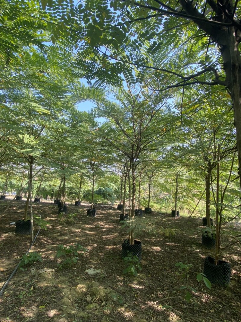 花旗木8-10分原生全冠，大量现货需要的老板来电咨询
