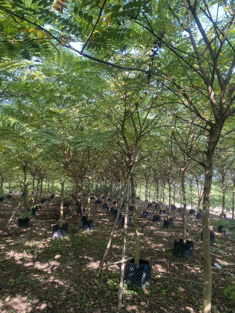 花旗木8-10分原生全冠，大量现货需要的老板来电咨询