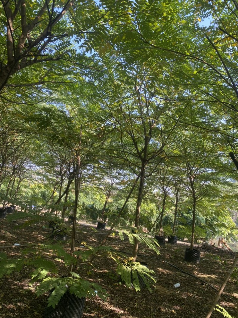 花旗木8-10分原生全冠，大量现货需要的老板来电咨询