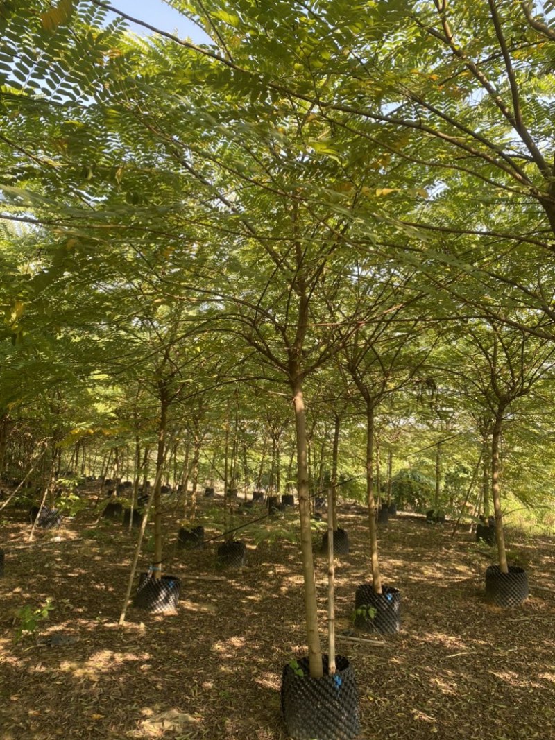 花旗木8-10分原生全冠，大量现货需要的老板来电咨询