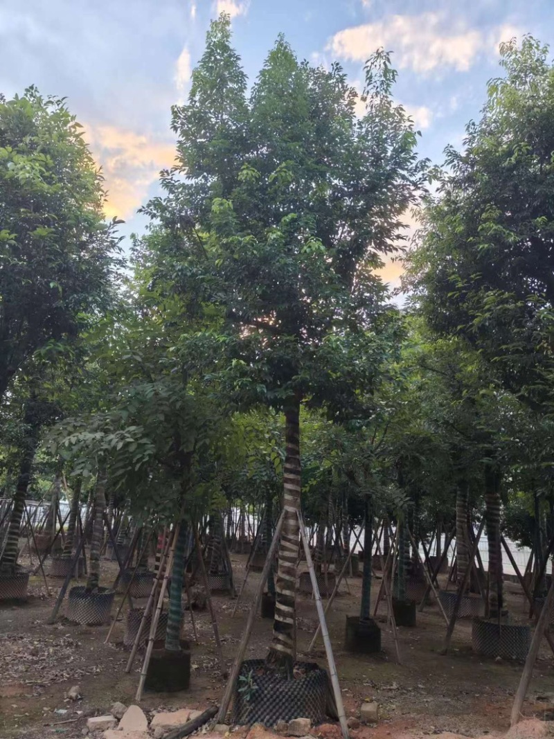 天竺桂，别名阴香6-12公分各种规格齐全，有需要来电咨询