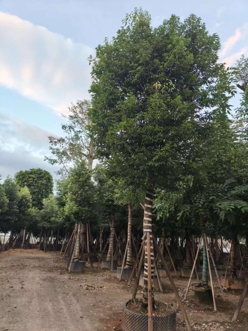 天竺桂，别名阴香6-12公分各种规格齐全，有需要来电咨询