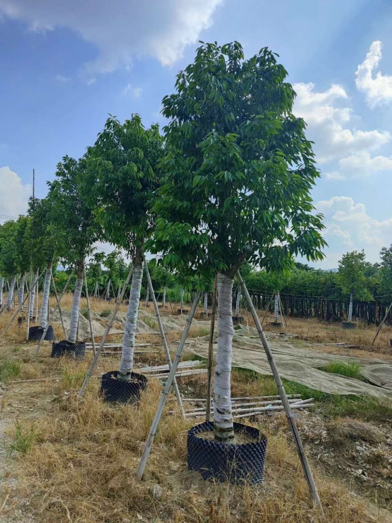 天竺桂，别名阴香6-12公分各种规格齐全，有需要来电咨询