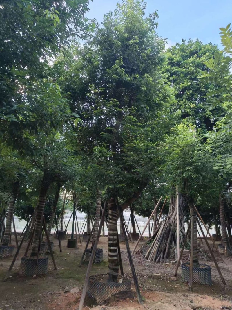 天竺桂，别名阴香6-12公分各种规格齐全，有需要来电咨询