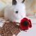 网红猫猫兔活体兔盖脸宠物兔纯种道奇侏儒小型迷你垂耳兔包邮