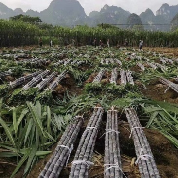 云南黑皮甘蔗大量供应货源充足价格美丽欢迎来电咨询