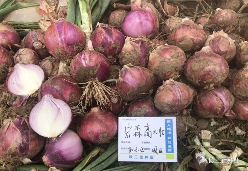 宏森高大壮洋葱种子紫红皮洋葱种子中高桩口感脆甜辣味适中