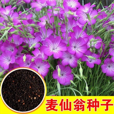 麦仙翁种子四季开不断耐旱易活室外庭院植物盆栽景观卉种子