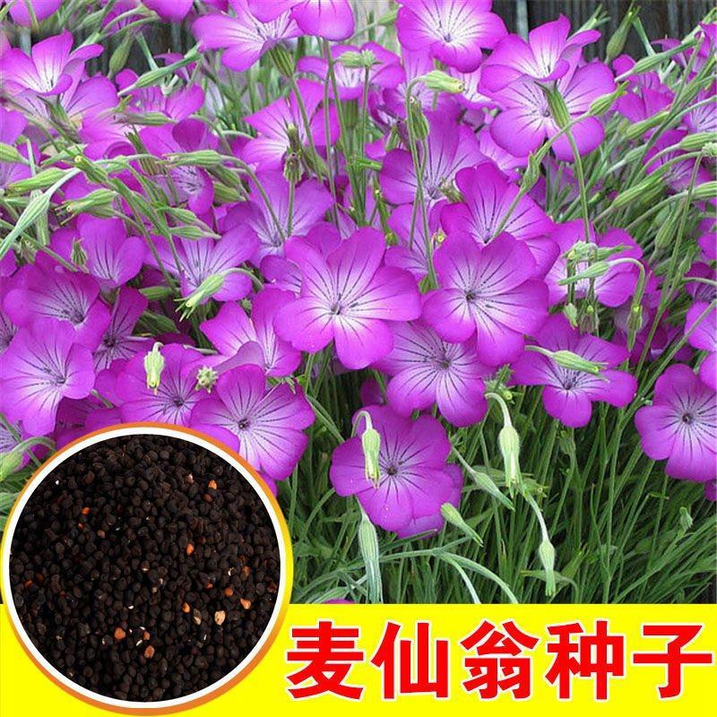 麦仙翁种子四季开不断耐旱易活室外庭院植物盆栽景观卉种子